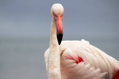 Mavi gökyüzüne karşı büyük bir flamingonun yakın çekimi.