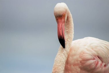 Vahşi Afrika Kuşları. Bulanık mavi arka planda büyük bir flamingoya yakın çekim