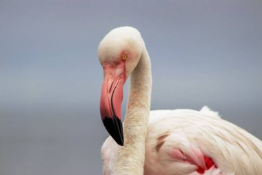 Mavi gökyüzüne karşı büyük bir flamingonun yakın çekimi.