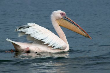 Güneşli bir sabahta mavi göldeki büyük beyaz pelikan.