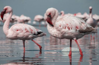 Vahşi Afrika kuşları. Pembe flamingo sürüsü Bir yaz gününde mavi su yansıması