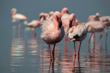 Vahşi Afrika kuşları. Pembe flamingo sürüsü Bir yaz gününde mavi su yansıması