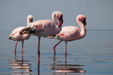 Vahşi Afrika kuşları. Pembe flamingo sürüsü Bir yaz gününde mavi su yansıması