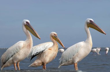 Afrika vahşi kuşları. Mavi göldeki büyük pelikanlar bir yaz sabahında