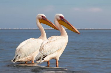 Afrika vahşi kuşları. Mavi göldeki büyük pelikanlar bir yaz sabahında