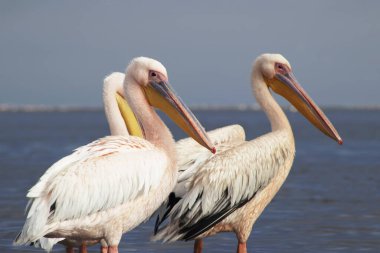 Afrika vahşi kuşları. Mavi göldeki büyük pelikanlar bir yaz sabahında