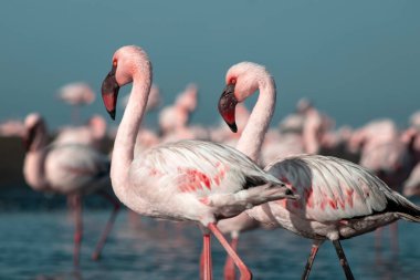Afrika vahşi kuşları. Mavi gölde parlak gökyüzüne karşı pembe flamingo sürüsü
