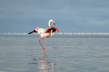 Vahşi Afrika kuşu. Pembe Afrikalı flamingo güneşli bir günde mavi gölde