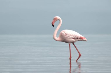 Vahşi Afrika kuşları. Mavi bir gölde parlak bir arka planda tek başına büyük bir Afrika flamingosu