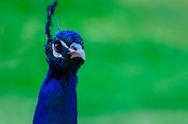 Portrait of a wild beautiful peacock on a green blur background on a sunny day clipart