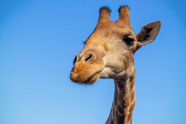 Vahşi Afrika hayvanı. Büyük Namibya zürafasına yakın yaz mavi gökyüzünde. 