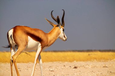 Vahşi Afrika hayvanları. Orta büyüklükteki antilop (springbok) uzun sarı çimlerde bulunur. Etosha Ulusal Parkı. Namibya