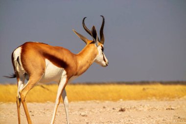 Wild african animals. The springbok (medium-sized antelope) in tall yellow grass. Etosha National park. Namibia clipart