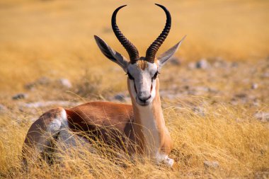 Vahşi Afrika hayvanları. Orta büyüklükteki antilop (springbok) uzun sarı çimlerde bulunur. Etosha Ulusal Parkı. Namibya
