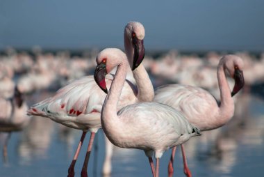 Afrika vahşi kuşları. Mavi gölde parlak gökyüzüne karşı pembe flamingo sürüsü