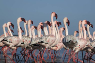 Afrika vahşi kuşları. Mavi gölde parlak gökyüzüne karşı pembe flamingo sürüsü