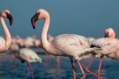Afrika vahşi kuşları. Mavi gölde parlak gökyüzüne karşı pembe flamingo sürüsü