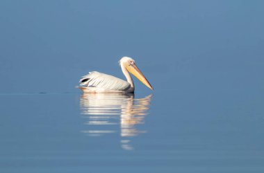 Afrika vahşi kuşları. Güneşli bir günde mavi bir gölde yalnız beyaz bir pelikan.
