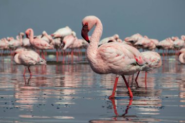 Vahşi Afrika kuşları. Pembe flamingo sürüsü Bir yaz gününde mavi su yansıması
