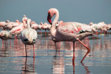 Vahşi Afrika kuşları. Pembe flamingo sürüsü Bir yaz gününde mavi su yansıması