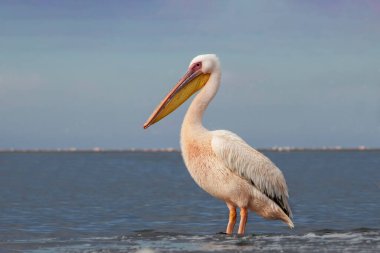Afrika vahşi kuşları. Güneşli bir günde mavi bir gölde yalnız bir pelikan.