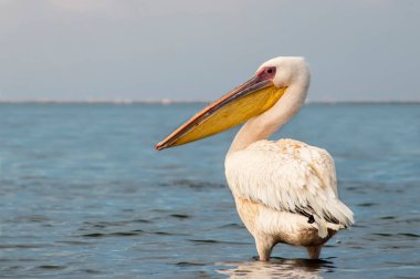 Afrika vahşi kuşları. Güneşli bir günde mavi bir gölde yalnız bir pelikan.