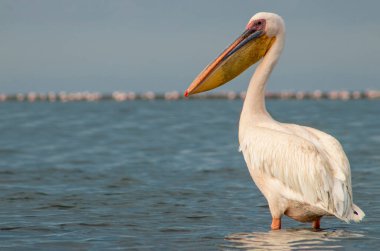 Afrika vahşi kuşları. Güneşli bir günde mavi bir gölde yalnız bir pelikan.