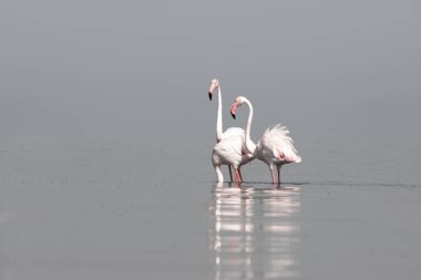 Afrika vahşi kuşları. Sabah mavi gölde iki büyük flamingo.