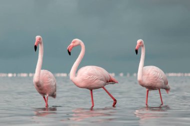 Afrika vahşi kuşları. Gökyüzüne karşı mavi gölde büyük bir flamingo sürüsü