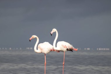 Vahşi Afrika kuşları. Mavi gölün etrafında parlak gökyüzüne karşı yürüyen iki büyük Afrikalı flamingo.