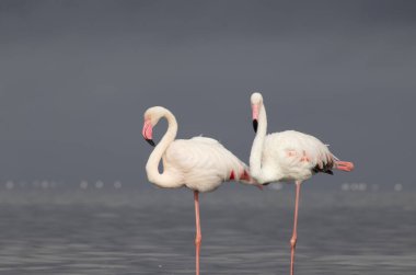 Afrika vahşi kuşları. Sabah mavi gölde iki büyük flamingo.