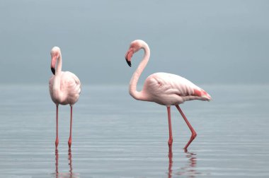 Vahşi Afrika kuşları. Mavi gölün etrafında parlak gökyüzüne karşı yürüyen iki büyük Afrikalı flamingo.