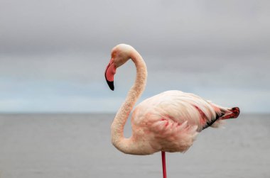 Vahşi Afrika kuşu mavi gökyüzüne karşı büyük bir flamingoya yakın çekim yapıyor..