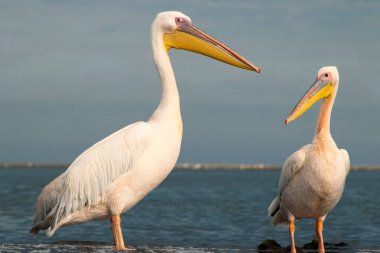 Afrika vahşi kuşları. Mavi göldeki büyük pelikanlar bir yaz sabahında