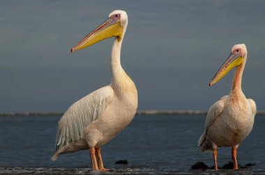 Afrika vahşi kuşları. Mavi göldeki büyük pelikanlar bir yaz sabahında