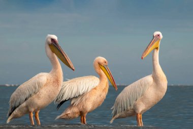 Afrika vahşi kuşları. Mavi göldeki büyük pelikanlar bir yaz sabahında