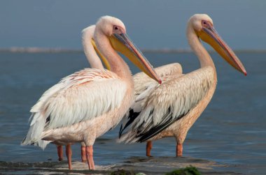 Afrika vahşi kuşları. Mavi göldeki büyük pelikanlar bir yaz sabahında