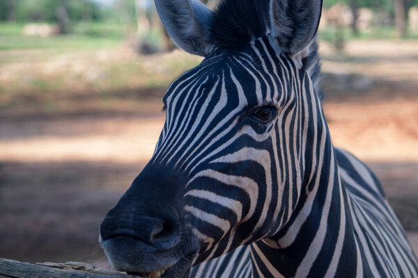 A wild African animal. Close-up of a mountain zebra on the grassland 