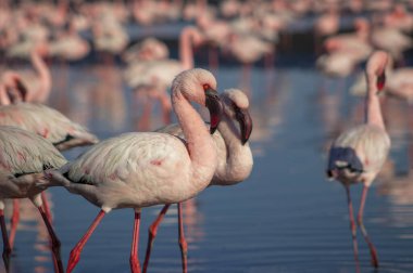 Vahşi Afrika kuşları. Pembe afrikalı flamingo kuşları güneşli bir günde mavi gölde dolaşıyorlar.