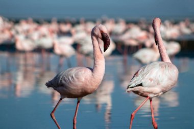 Afrika vahşi kuşları. Mavi gölde parlak gökyüzüne karşı pembe flamingo sürüsü
