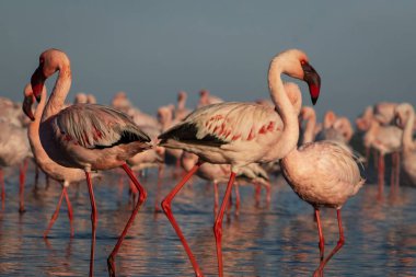 Vahşi Afrika kuşları. Kızıl Afrikalı flamingolar güneşli bir günde mavi gölde yürüyorlar.