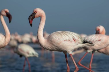 Afrika vahşi kuşları. Mavi gölde parlak gökyüzüne karşı pembe flamingo sürüsü