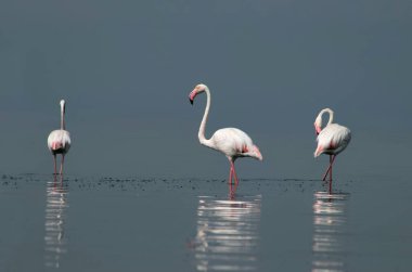 Afrika vahşi kuşları. Gökyüzüne karşı mavi gölde büyük bir flamingo sürüsü