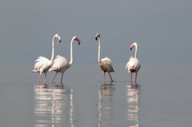 Afrika vahşi kuşları. Gökyüzüne karşı mavi gölde büyük bir flamingo sürüsü