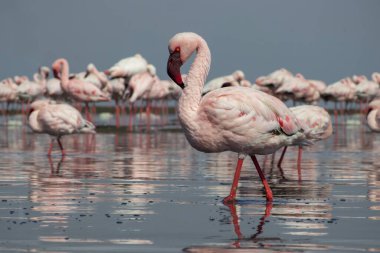 Vahşi Afrika kuşları. Pembe flamingo sürüsü Bir yaz gününde mavi su yansıması