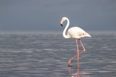 Vahşi Afrika kuşları. Mavi bir gölde parlak bir arka planda tek başına büyük bir Afrika flamingosu