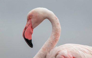 Mavi gökyüzüne karşı büyük bir flamingonun yakın çekimi.