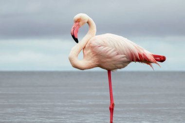 Vahşi Afrika kuşları. Mavi bir gölde parlak bir arka planda tek başına büyük bir Afrika flamingosu