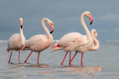 Afrika vahşi kuşları. Gökyüzüne karşı mavi gölde büyük bir flamingo sürüsü