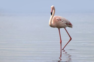 Vahşi Afrika kuşları. Mavi bir gölde parlak bir arka planda tek başına büyük bir Afrika flamingosu